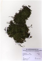 藏品(團散蕨)的圖片